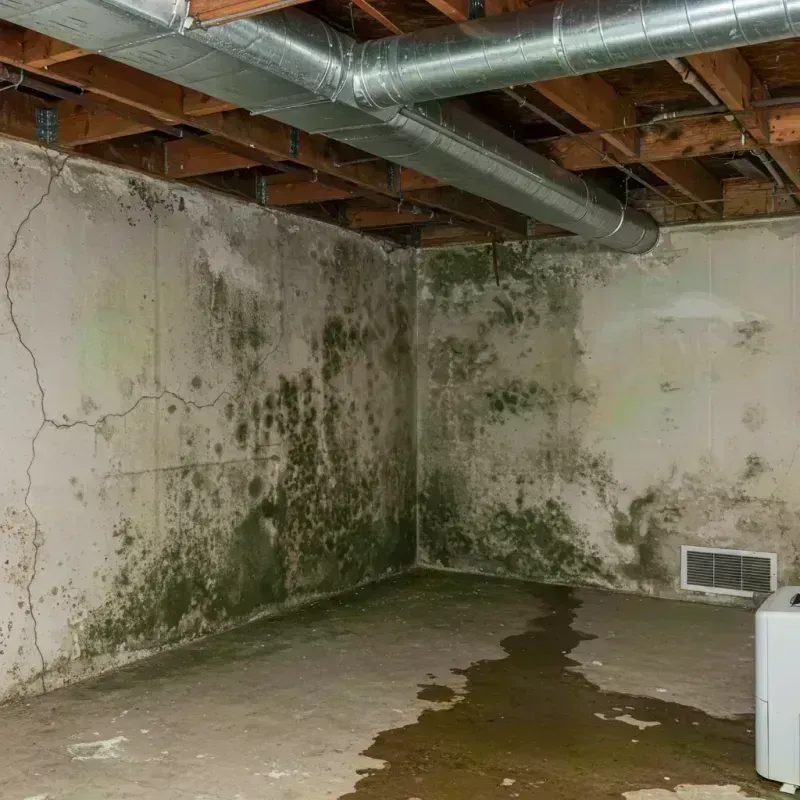 Professional Mold Removal in Moscow Mills, MO